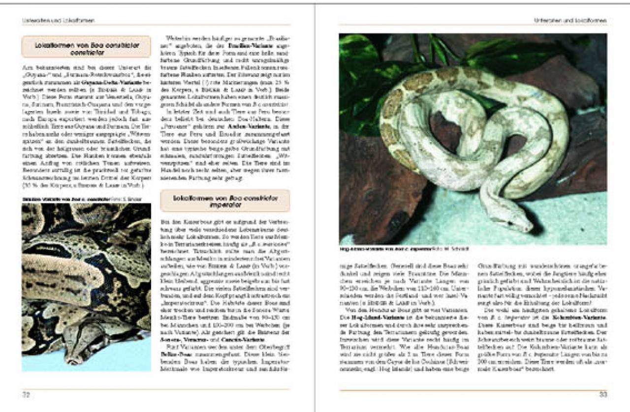 Boa constrictor